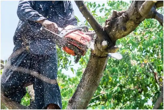 tree services Toledo